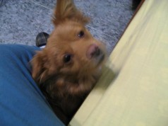Fotos de perros